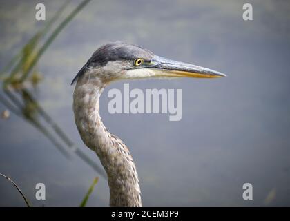 Kopf EINES Blaureihers (Ardea herodias) In flachem Teichwasser Stockfoto