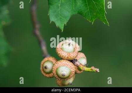 Eichen-Eichen auf Baum im Sommer Stockfoto