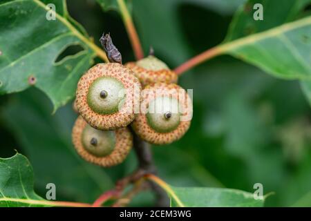 Eichen-Eichen auf Baum im Sommer Stockfoto
