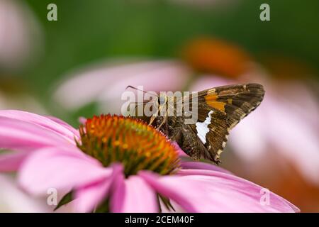 Silber gepunkteten Skipper Schmetterling auf Echinacea Blumen Stockfoto