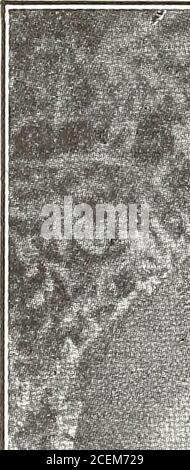 . 1916 Griffith and Turner Co. : Land- und Gartenbedarf. GEORGIEN BATTIiESNAKE.. Stockfoto