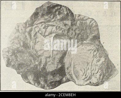 . 1916 Griffith and Turner Co. : Land- und Gartenbedarf. ., S1.25.. Stockfoto