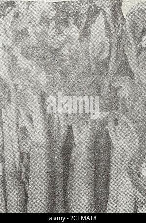 . 1916 Griffith and Turner Co. : Land- und Gartenbedarf. Stockfoto