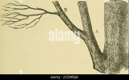 . Eine Abhandlung über Beschneidung Wald und Zierbäume.. Abb. 23. - Eiche mit unregelmäßigem Kopf gebildet mit mehreren großen Zweigen. Behandelt ist jung, ist es wünschenswert, wenn möglich, die Gabel in einem Abstand vom Boden gleich mindestens einem Drittel der Höhe zu etablieren, die der Baum bei Reife zu erreichen erwartet. Verkürzung Der Hauptzweige. - ausgehend von der Spitze des Baumes, wo die Operation der Beschneidung shouldalwa5^s beginnen sollte, wird der Führer zuerst mit dem Zweig für diesen Zweck ausgewählt gebildet; der Kopf ist mit einem einzigen Führer; oder, im Falle der Notwendigkeit (Abb. 23), mit mehreren Führern. Der Stockfoto