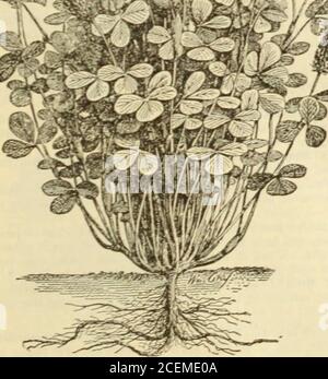 . F. W. Bolgiano & Co. : Saatgut Importeure und Züchter. ItMiM i; stri-.i-:t. X. W. wASiiixr.Tox. n. c Wnio für Sonderpreisein Mengen MEDIUM CLOVKR SAMEN. – eine der wertvollsten landwirtschaftlichen Nutzpflanzen für Weide und Heu. Oder zum Drehen unter.jede Farm grov^ing gute Kulturen von Klee WIU nicht dt-PR. - ILFILLEA. – viel im Westen verwendet: Kann thr.&gt;r vier Mal in einer Saison geschnitten werden; ver&gt;- schwere Iropper. NlPLIXI. Oder MAMMUTKLEE-wächst muchlarger und hält länger als der gewöhnliche Klee. WEISS MTrH CI.CJVEH.-die beste rariety torlawn«5 wie es eine enge Kräuter bildet, und bleibt grünwährend des Stason: Es auch Stockfoto