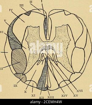 . Erkrankungen des Nervensystems : für den Hausarzt und Studenten. Der Spinalganglien. Das axone, das seine Zelle verlässt, durchläuft eine Teilung in theshape des Buchstabens T. ein Zweig geht zur Peripherie und der andere tritt in die hintere Wurzel ein. Die Fasern der letzteren steigen auf und unterteilen sich in AS-cending und absteigenden Ästen. Die absteigenden sind meist Kurzfasern, geben Collaterals ab und treten in die Zellen der grauen Materie ein. Die aufsteigenden Äste sind lang und kurz. Die erste erstrecken sich bis zum Medullawo sie in den Kernen von Goll und Burdach enden. Das letzte in den Zellen des gr Stockfoto