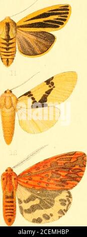 . Katalog der Lepidoptera Phalænæ im britischen Museum. V »»». / -.<: ^ ^ f V Stockfoto