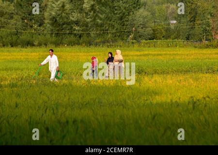 Kaschmir, Indien. September 2020. Die Bewohner wandern in den Reisfeldern während eines sonnigen Tages am Stadtrand von Srinagar. Kredit: SOPA Images Limited/Alamy Live Nachrichten Stockfoto