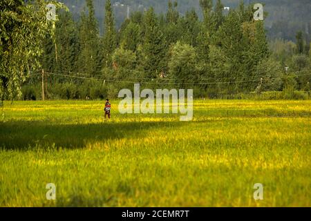 Kaschmir, Indien. September 2020. Ein Bewohner spaziert in den Reisfeldern während eines sonnigen Tages am Stadtrand von Srinagar. Kredit: SOPA Images Limited/Alamy Live Nachrichten Stockfoto