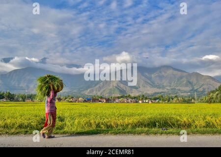 Kaschmir, Indien. September 2020. Eine Frau trägt einen Haufen Gras auf ihrem Kopf während eines sonnigen Tages am Rande von Srinagar. Kredit: SOPA Images Limited/Alamy Live Nachrichten Stockfoto
