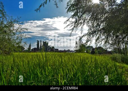 Kaschmir, Indien. September 2020. Ein Bewohner spaziert in den Reisfeldern während eines sonnigen Tages am Stadtrand von Srinagar. Kredit: SOPA Images Limited/Alamy Live Nachrichten Stockfoto