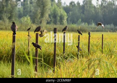 Kaschmir, Indien. September 2020. Vögel ruhen auf Eisenstangen in den Reisfeldern während eines sonnigen Tages am Rande von Srinagar. Kredit: SOPA Images Limited/Alamy Live Nachrichten Stockfoto