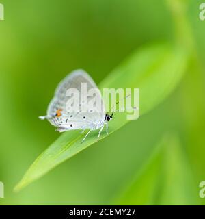 Ein zarter azurblaues Schmetterling wird von einem langen grünen Blatt in den Schatten gestellt. Stockfoto