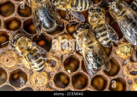 Versiegelte Brut von Honigbienen in der Imkerei im Bienenstock Krankenschwester Bienen auf dem Rahmen mit dem Bienenwachs und Propolis Kolonie. Stockfoto