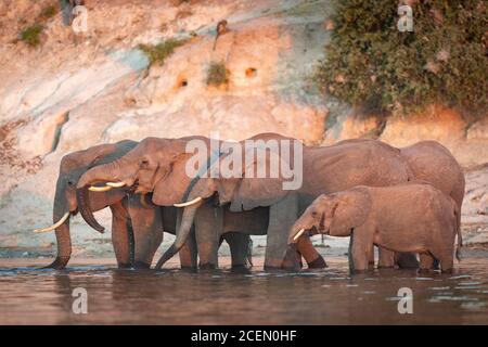 Elefantenfamilie trinkt am Rande eines Flusses in Rosafarbener Sonnenuntergang im Chobe River in Botswana Stockfoto