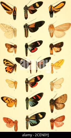 . Katalog der Lepidoptera Phalænæ im britischen Museum. aai diromo. ?^l PLATTE XLIII. 9.10.11.12.13.14.15.16,17.18.19.20.21.22. Automolis melea, J.Mamas 7nalai/ensis, 5 . ,, jnniana, c? •Phragmatohia trigona, S •Mcenas simplex, 6 • „ extensa, 5.Phragmatohia Bart, S •Belemnia ochriplaga, cf • ,, mygdon, S • Dlospage splendens, € .Belemnia Igdia, 5 . „ aplaga, d. Biosjjage cJirysobasis, d •Belemniastis attidalis, J .„ whiteyi, <S • Automolis pratti, J .Mcenas surgens, 5 • „ azollcp, S •Pseudalus leas, € .Mwns albescens, <S . „ bilinea, <^ .Phragmatohia assimilans, 6 Jol. III. P Stockfoto