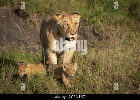 Löwin und zwei Jungen, die im hohen grünen Gras spazieren Masai Mara Kenia Stockfoto