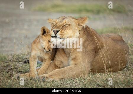 Löwin und ihr kleines Junge liegen in kurzem Gras In Ngorongoro in Tansania Stockfoto