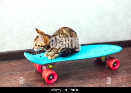 Niedliches bengal Kätzchen auf blauem Kunststoff Skateboard Stockfoto