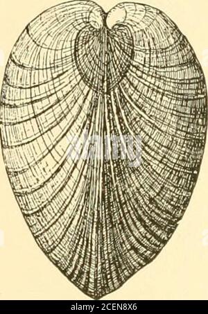 . Westamerikanische Muscheln; eine Beschreibung in vertrauten Begriffen der wichtigsten Meeres-, Süßwasser- und Landmollusken der Vereinigten Staaten gefunden westlich der Rocky Mountains, einschließlich denen von British Columbia und Alaska ... Abb. 5 5 5 Spur violett innen am oberen Seitenrand. Die Scharnierzähne sind stark, und die sinustief. Diese Schale erreicht manchmal eine Länge von fast fünf Zoll. Es wird von Zentral-Cali-Fornia bis San Diego gefunden. Saxidomus gigdnteus, Desh., die Riesensaxi-Kuppel, ist die andere Art. Sie reicht von den Aleuten bis zur Bucht von Monterey. Es ist solide, breit und schwer Stockfoto