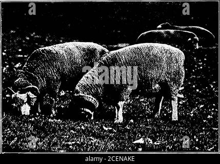 . Landwirtschaft für Schulen des Südens. kunst der Kuhseeküste in Holland (Feige. L 194, S. Sie sind große, eckige, schwarz-weiße Rinder, und geben größere Mengen von milkthan jede andere Rasse. Einige Kühe haben mehr als 10 Gallonen Milch an einem Tag gegeben. Die Milch ist jedoch nichts. Übung. - Wählen Sie einige gute Milch Kuh des Milchtyps. Makea Zeichnung der äußeren Linie ihres Euters. Suchen Sie die Teile ihres Körpers, mit^Abb. 195. Notiz an den Lehrer. - zweifellos kann eine gute Milchkuh von Lehrer und Klasse inspected werden. Wenn ja, Schüler anweisen, Körperteile zu lokalisieren und ihre Korrespondenz zu notieren w Stockfoto