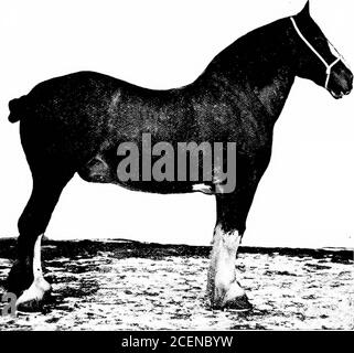 . Landwirtschaft für Schulen des Südens. Abb. 183. - EIN Zugpferd; Percheron Zugpferde. - Es gibt viele Rassen von Zugpferden, die meisten von ihnen aus Frankreich, Belgien, England und ^ Alle Figuren von Pferden und auch Feigen. 193, 194, 197, 199 und 200 werden mit Genehmigung der Breeder^s Gazette^ Chicago verwendet. 284 PFERDE 285 Schottland. Zugpferde sind immense Tiere, die im Allgemeinen zwischen 1500 und 2000 Pfund wiegen. Ihre Beine sind rathershort, sehr stark und weit auseinander platziert. Ihre Körper arerounded; ihre Rücken sind breit und zeigen große Entwicklung der Muskeln. Ihre Schultern sind recht aufrecht in-s Stockfoto