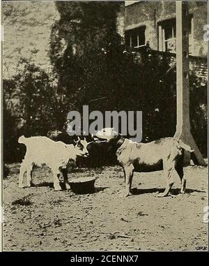 . Unsere Haustiere, ihre Gewohnheiten, Intelligenz und Nützlichkeit;. Drei maltesische Ziegen (links), zwei einheimische Belgische Ziegen (Mitte) Kopf, Hals und vorneweg Teil des Körpers unddie Beine sind ein feines Safrangelb, Meringmanchmal in grau, während über den Rest der. Eine gefährliche Situation der Körper ein schöner schwarzer Mantel ist verbreitet, was in einem herrlichen Kontrast von Farben ergibt. Wenn wir uns von den Alpen nach Süden wenden, kommen wir auf die Pyrenäen mit ihrer besonderen Rasse, die Rasse der Pyrenäen genannt wird; die Egoats sind langhaarig, entweder weiß oder schwarz, und tragen prächtige Hörner. Dies ist das Prinzipalbreed Stockfoto