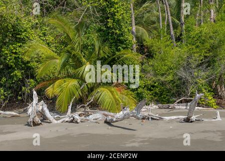 Tropischer Strand auf der Insel Cebaco, Panama Stockfoto