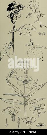 . Keramic Studio. RAND FÜR SCHALE UND TELLER AUS FREESIA DESIGN Ella Mac Kinnon UMRISS in Blood Red und Little Violet. Malen Sie flowersa zartes Rosa mit einem dünnen Wasch von Blood Red. CEN-ter Blume eine dünne Wäsche von Gelb Braun und Albert Gelb.die Öffnung in Knospe rosa wie Blume. Die Kappe ist applegrün und ein wenig gelb. Stängel und Bänder Shading Greentwo Teile, Moos Green ein Teil und ein wenig Violett. Hintergrundes Perlgrau und ein wenig Apfelgrün. FREESIA Ella Mac Kinnon FLOWERS ist eine tiefe Creme mit Lemon YEL-low, Just a Little Yellow Brown und schattiert mit LemonYellow und Grey gemalt Stockfoto