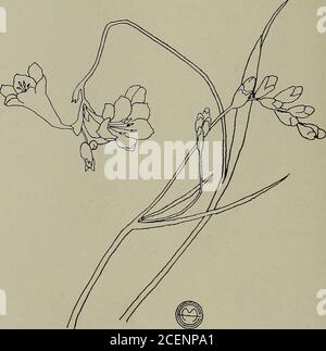 . Keramic Studio. bmm Fofi rinAiGHT Schüssel. RAND FÜR SCHALE UND TELLER AUS FREESIA DESIGN Ella Mac Kinnon UMRISS in Blood Red und Little Violet. Malen Sie flowersa zartes Rosa mit einem dünnen Wasch von Blood Red. CEN-ter Blume eine dünne Wäsche von Gelb Braun und Albert Gelb.die Öffnung in Knospe rosa wie Blume. Die Kappe ist applegrün und ein wenig gelb. Stängel und Bänder Shading Greentwo Teile, Moos Green ein Teil und ein wenig Violett. Hintergrundes Perlgrau und ein wenig Apfelgrün. FREESIA Ella Mac Kinnon BLUMEN sind eine tiefe Creme mit Zitrone YEL-low, nur ein wenig Gelbbraun und schattiert wi gemalt Stockfoto