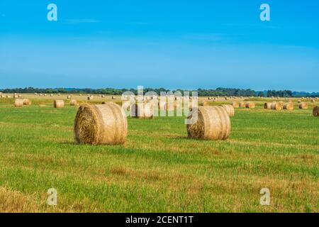 Große runde Heuballen auf einem grasbewachsenen Fahrerlager Stockfoto