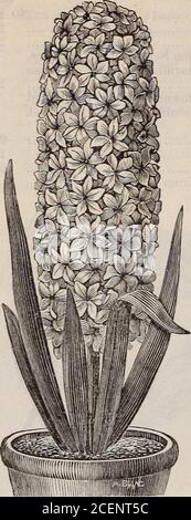 . Katalog von Saatgut, landwirtschaftlichen & gartenbaulichen Lieferungen und Führer für den Garten, Feld & Bauernhof. E voll entwickelt, die nach und nach dem Licht zu inure. Füllen Sie das Glas in Gläsern mit Wasser, so dass die Basis der bulba-Walnuss fast berührt wird, die in den Wasserwechsel gelegt wird. Einzelbett und Rosa. (Siehe Ausschneiden). Bobert Steiger, purpurrot, Single White. La Pucelle Dorleans, reinweiß; La Virginite, rein preislich. Priceper doz. Ein Stück Kohle, die Größe derwird es süß zu halten, und verhindern häufig EIN my, dunkelrot; Norma, wachsartige rosa ; Single Blue. Chas. Dickens, Porzellan; La Perouse, hellblau; Marie, dunkel Stockfoto