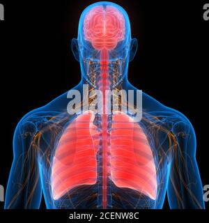 Anatomie der menschlichen inneren Organe Gehirn mit Lunge Stockfoto