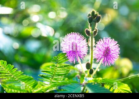 Empfindliche Pflanze / Mimosa pigra oder genannt schlafende Gras, Schamane, schläfrige Pflanze, zeigt rund rosa, Lila voll blühenden erhöhen Prominenz durch Stockfoto