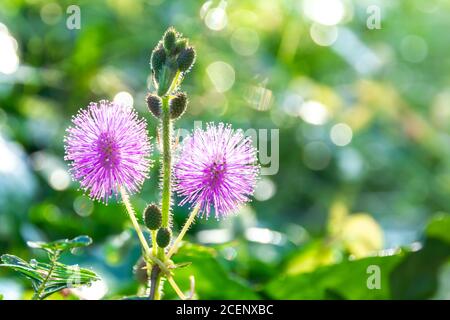 Empfindliche Pflanze / Mimosa pigra oder genannt schlafende Gras, Schamane, schläfrige Pflanze, zeigt rund rosa, Lila voll blühenden erhöhen Prominenz durch Stockfoto