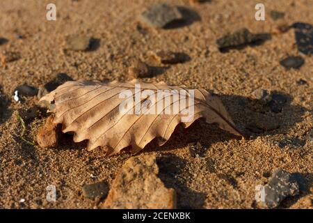 Gefallenes trockenes Eichenblatt, das am Sandufer am Herbstmorgen liegt. Stockfoto