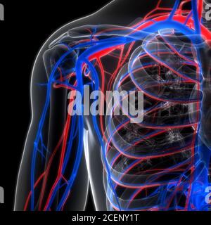 Anatomie des menschlichen Kreislaufsystems Arterien und Venen Stockfoto