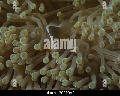 Skunk Anemone Fisch Makro Nahaufnahme Stockfoto