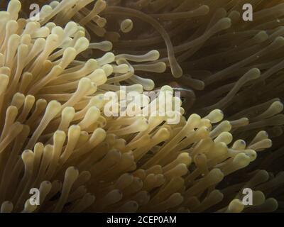 Skunk Anemone Fisch Makro Nahaufnahme Stockfoto