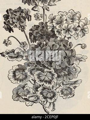 . Katalog von Saatgut, landwirtschaftlichen & gartenbaulichen Lieferungen und Führer für den Garten, Feld & Bauernhof. Fuchsia. Geranium Zonale. Fuchsia Hybrida. Einzeln, feinst gemischt, hhp 3 doppelt, feinst gemischt, hhp, (siehe Schnitt) A 3 Lieblingsblühsträucher. Samen aus den besten benannten Sorten gespeichert. Gaillardia Picta. Rot und gelb, hhp H Lorenziana. Neue doppelte, gemischte Farben, (siehe Schnitt) l die Decke Blume. Sehr auffällige Border Pflanzen, B. Gazania Splendens. Orange Tr. Black-Eyed Susan. Eine sehr auffällige Grenzpflanze. Gentiana Acaulis. Intensives Blau i eine Alpine Pflanze von großer Schönheit, fein für Grenzen und Felsarbeiten. Gera Stockfoto