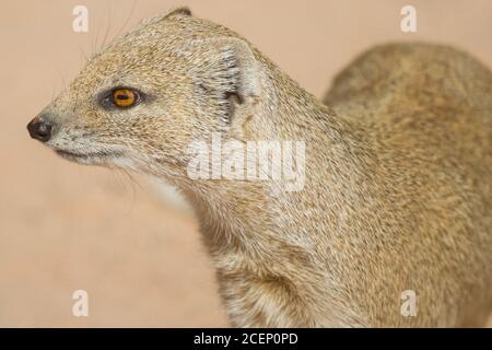 Gelbe Mungo (Cynictis penicillata) Nahaufnahme Kopfportrait in der Kalahari Wüste Südafrika mit Selektiver Fokus auf Kopf und Bokeh Stockfoto