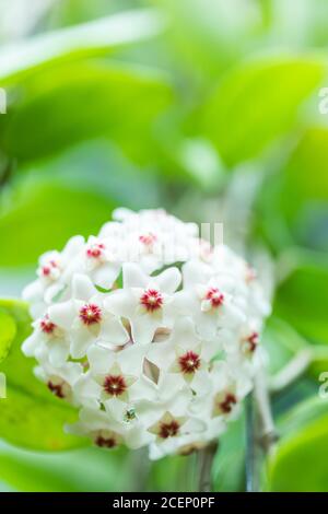 Nahaufnahme der sternförmigen weißen und rosa Blüten von Hoya carnosa oder Porzellan Blume oder Wachs-Pflanze. Stockfoto