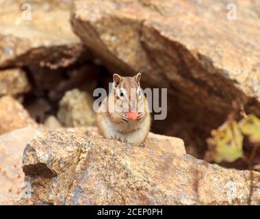 Chipmunk sitzt an einem Herbsttag zwischen den Steinen, isst eine Eichel und schaut direkt in die Linse.