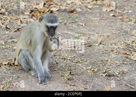 Vervet Affe (Chlorocebus pygerythrus) sitzt allein auf dem Boden Essen Blätter in Mana Pools, Simbabwe mit Bokeh Stockfoto