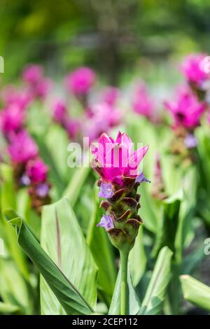 Kurkuma Zanthorrhiza (Siam Tulip Curcuma Alismatifolia) Weiße Blume in der Natur und im Garten Stockfoto