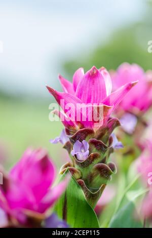 Kurkuma Zanthorrhiza (Siam Tulip Curcuma Alismatifolia) Weiße Blume in der Natur und im Garten Stockfoto