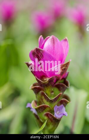 Kurkuma Zanthorrhiza (Siam Tulip Curcuma Alismatifolia) Weiße Blume in der Natur und im Garten Stockfoto