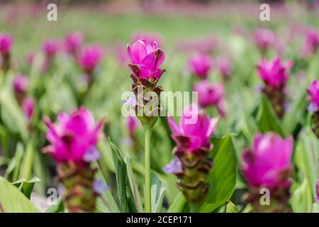 Kurkuma Zanthorrhiza (Siam Tulip Curcuma Alismatifolia) Weiße Blume in der Natur und im Garten Stockfoto