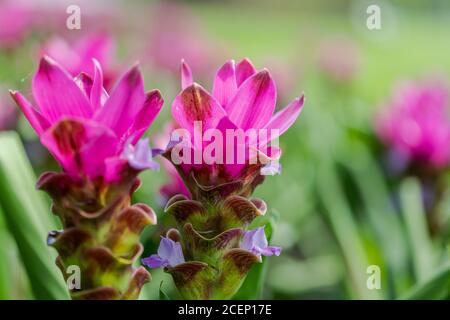 Kurkuma Zanthorrhiza (Siam Tulip Curcuma Alismatifolia) Weiße Blume in der Natur und im Garten Stockfoto