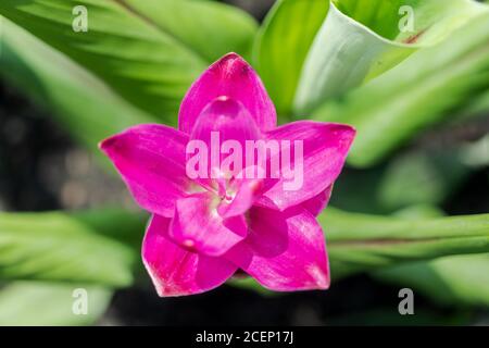 Kurkuma Zanthorrhiza (Siam Tulip Curcuma Alismatifolia) Weiße Blume in der Natur und im Garten Stockfoto